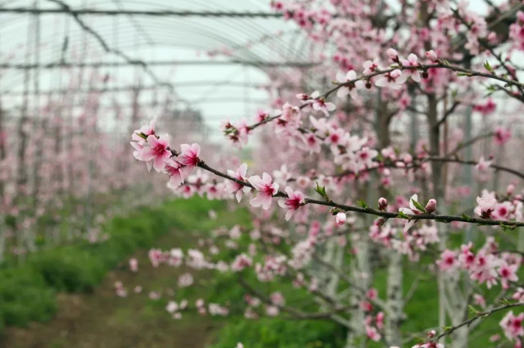 探访暖春花开地新址，自然人文之美交相辉映的秘境