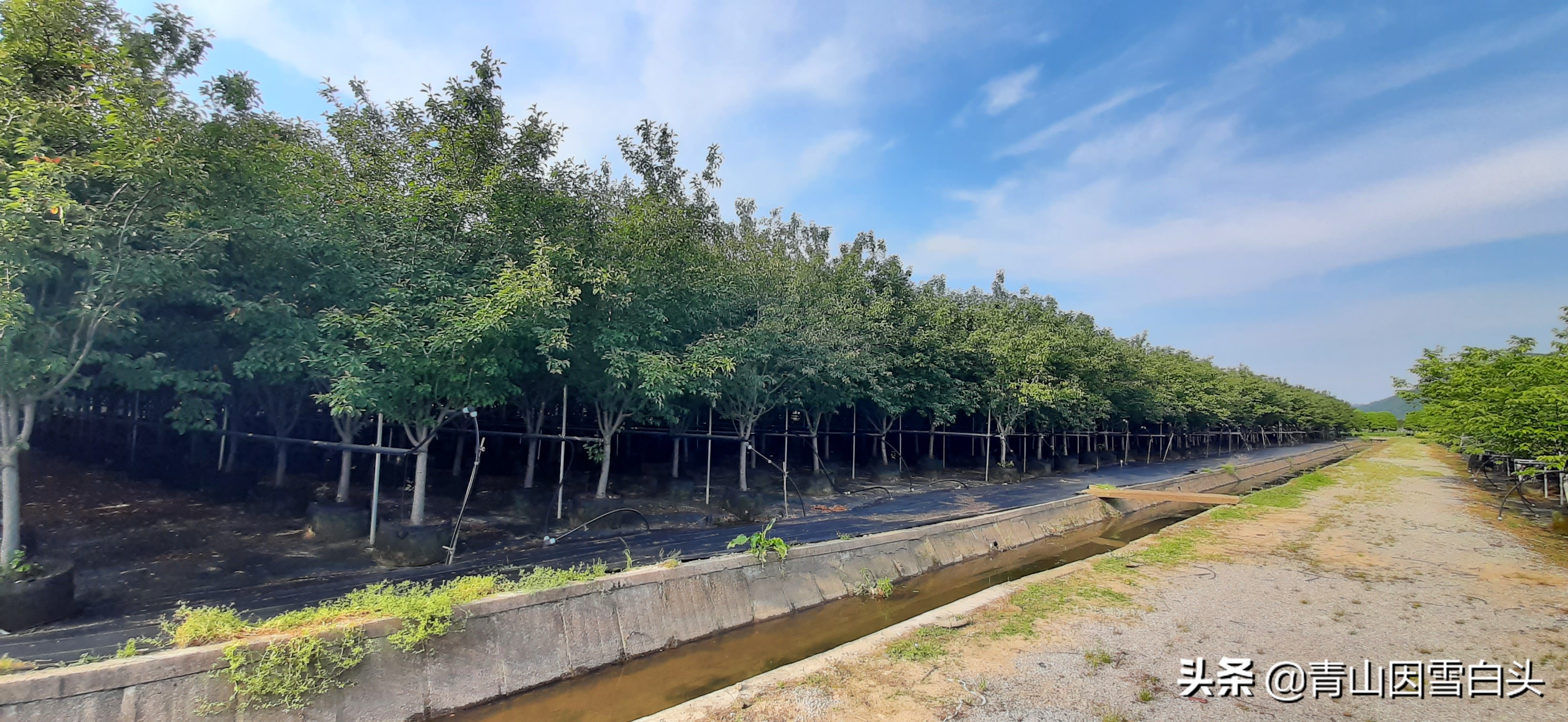 横山苗圃新项目，绿色生态发展的先锋引领