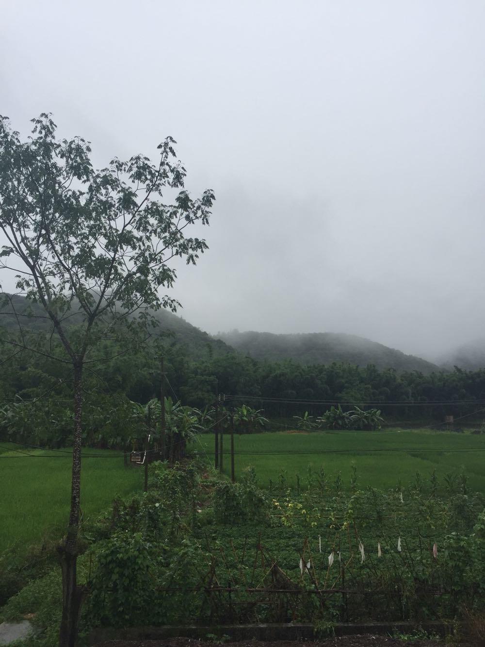 芦芝乡天气预报更新通知