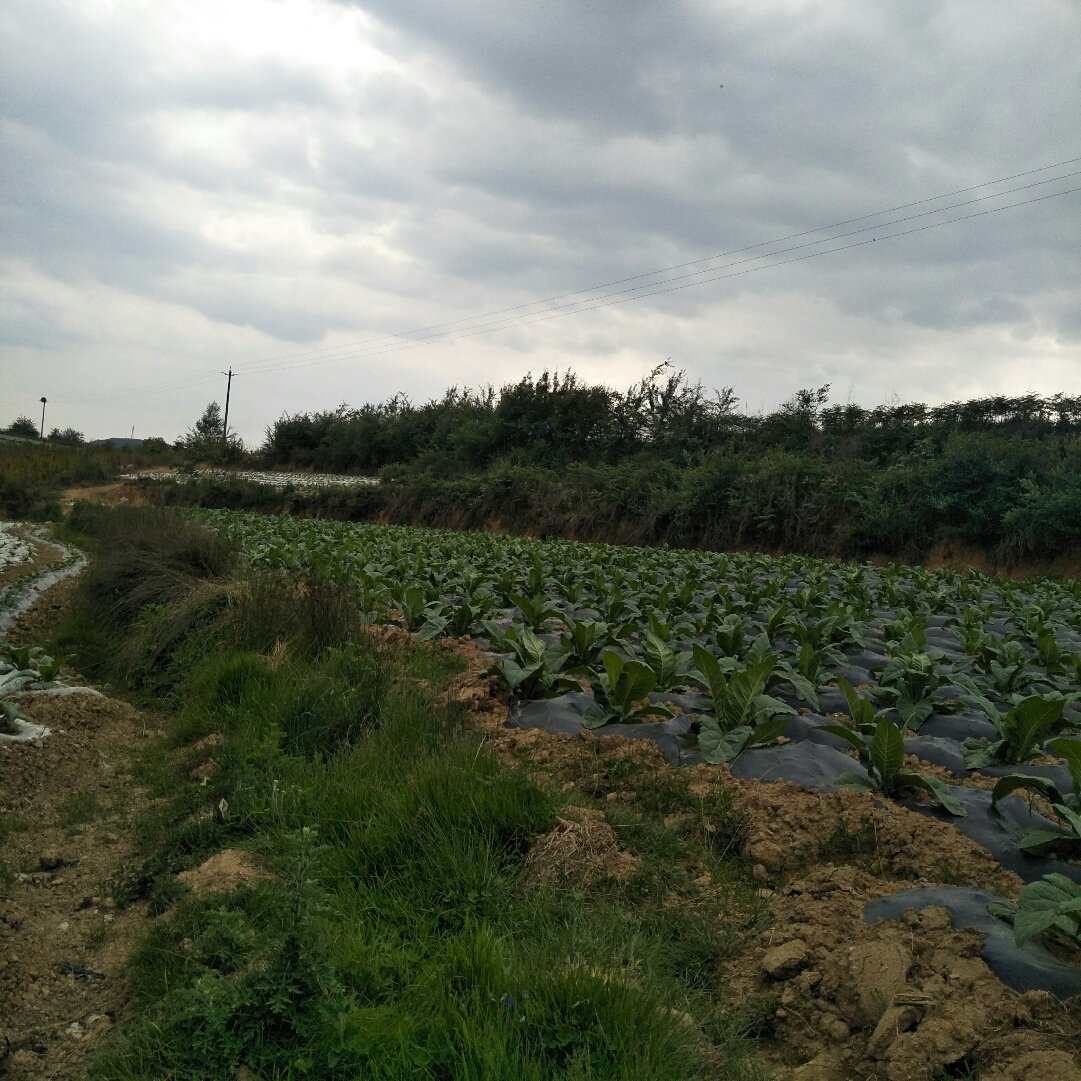 镇龙乡天气预报更新通知