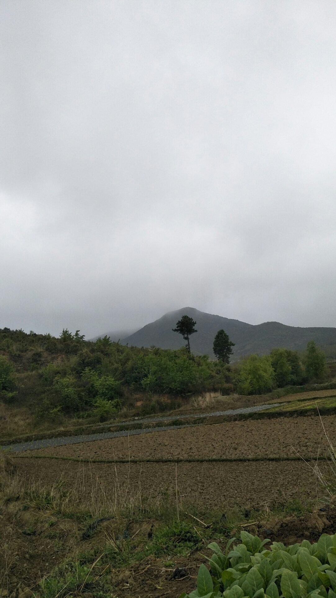 叶隆村天气预报更新通知