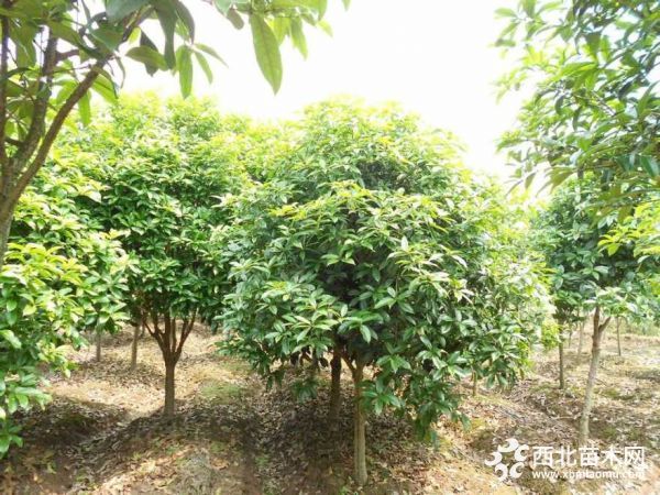 桂花树最新价格与市场趋势解析