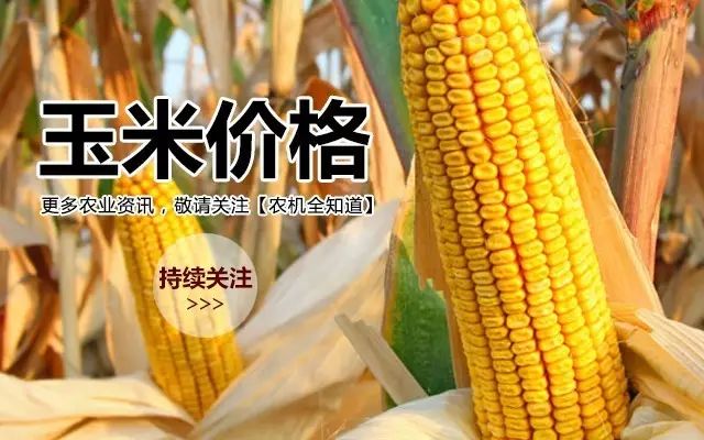 东北玉米最新价格动态解析