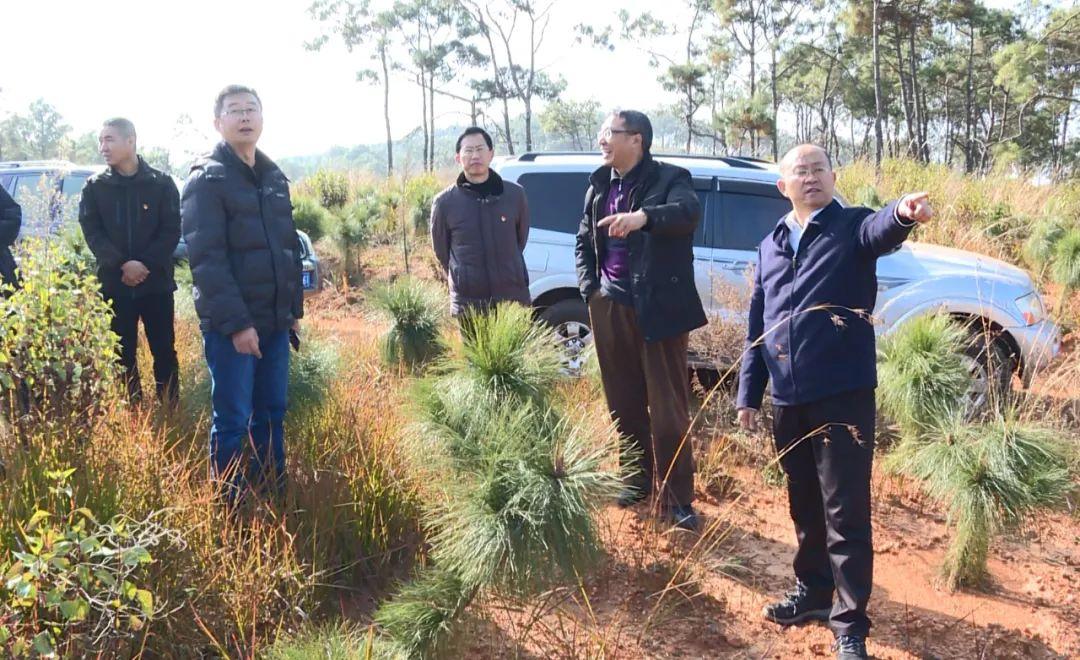 石林林场迈向绿色未来，可持续发展战略规划揭秘